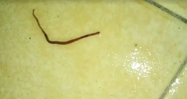 在厕所发现的蠕虫有谁能了解,这虫有点恶心!