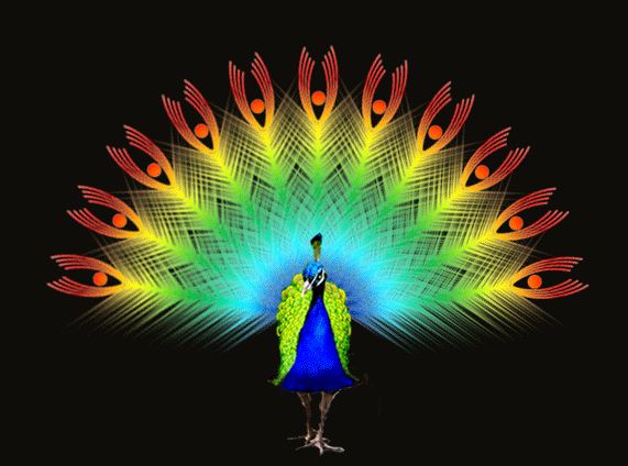 一只" 美丽的孔雀"