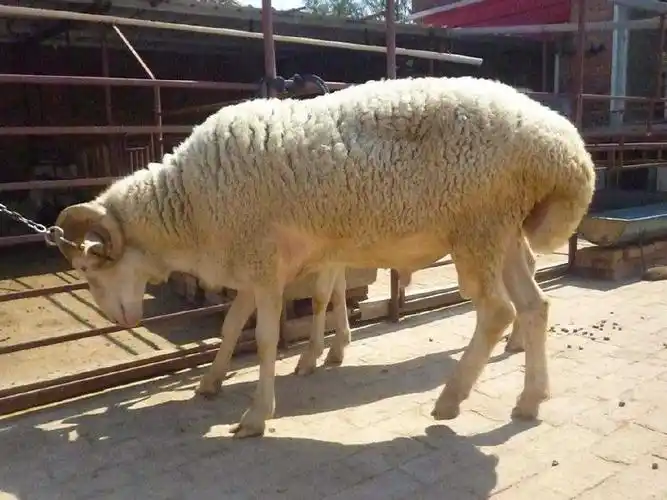 70-80斤的夏洛莱三代种公羊图片 60-80斤的夏洛莱羊二代和三代区别