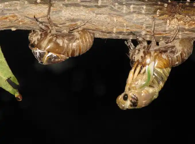 p>金蝉是动物界 a href="#" data-lemmaid="1622398">节肢动物门 /a>