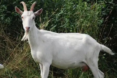 奶山羊图片