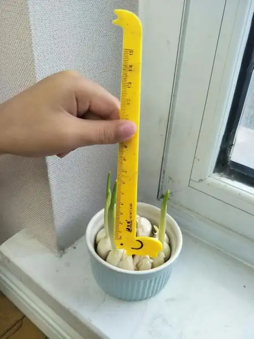 我发现,大蒜越长越高了,我开始喜欢用尺子给它量身高,嘻嘻,它有6厘米