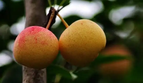 苹果梨功效与作用及禁忌苹果梨营养价值