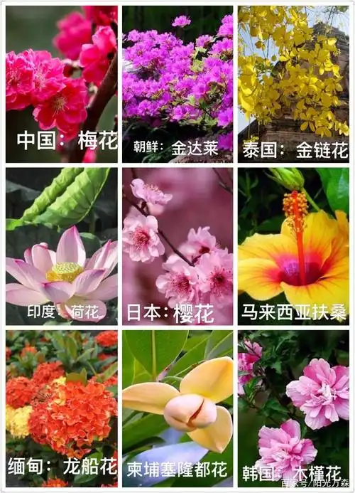 五大洲:主要国家的"国花"名称及形态特征简介