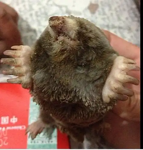 老鼠之类的小动物 评论| 33 分钟前qqconsole|来自手机知道|四级 仓鼠