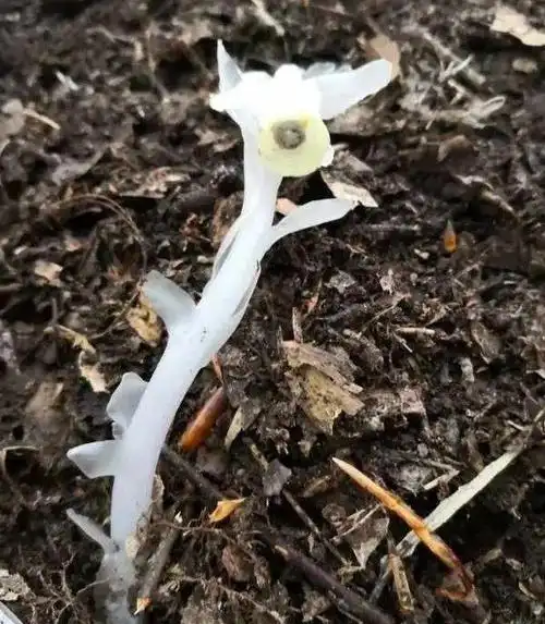 原来它就是传说中的水晶兰,有着冥界之花,幽灵草,死亡之花,梦兰花之称