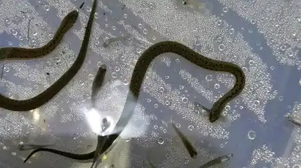 中国水蛇苗吃鱼