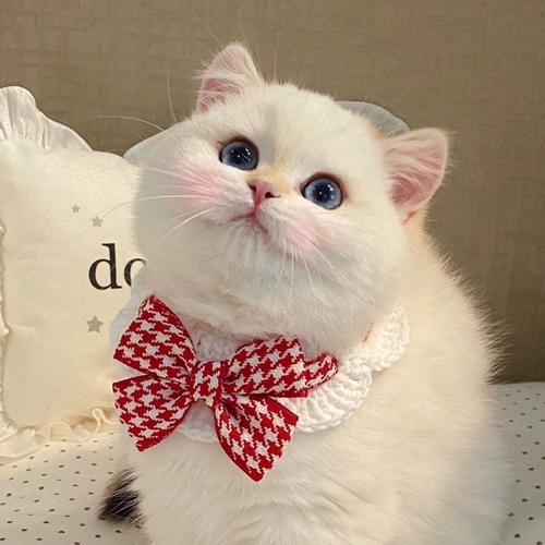 猫咪口水巾宠物新年项圈围巾围脖红色蝴蝶结领结可爱秋冬款装饰品