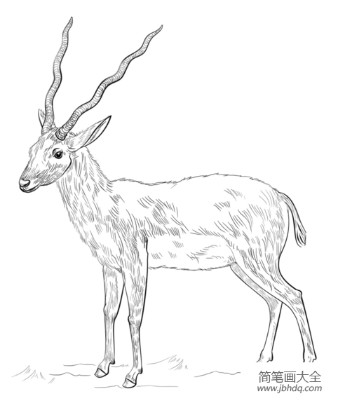 羚羊的简笔画过程