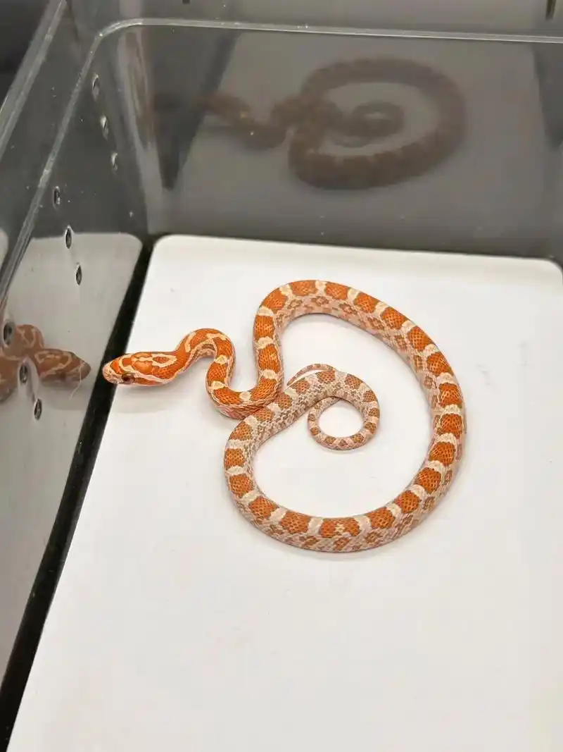 蛇蛇教,现货.图一超白化玉米   420 图二超白化玉米   - 抖音