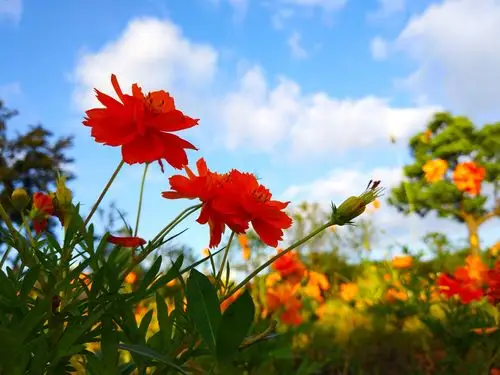 秋日阳光底下的花花草草分外美丽!
