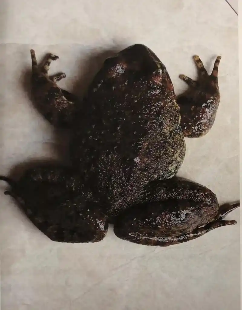 非法猎捕到的石蛙