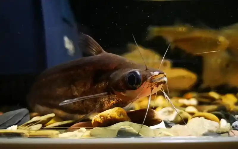 可爱的非洲小鲶鱼