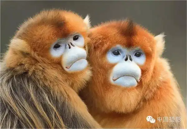 施斌版权摄影作品金丝猴的珍贵程度与大熊猫齐名,同属"国宝级动物"