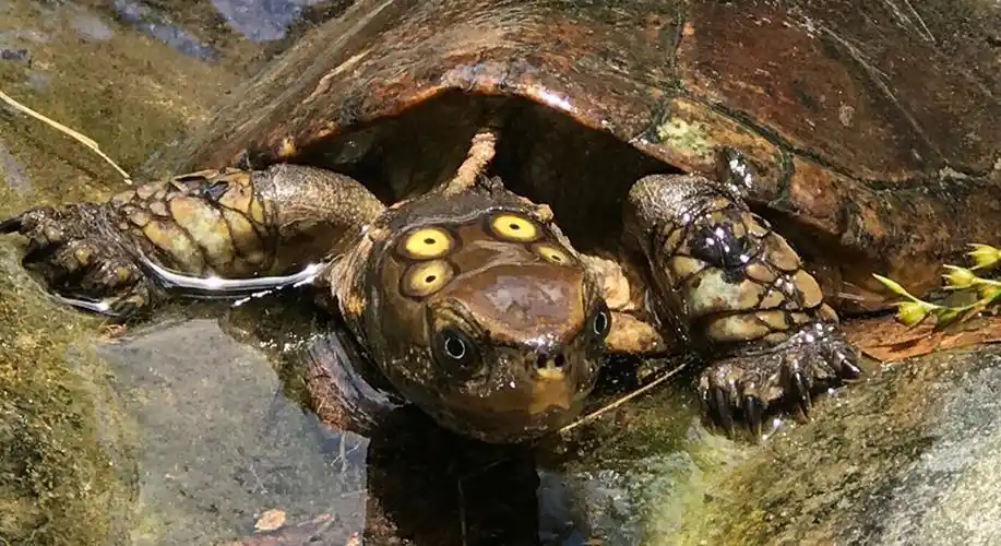 sacalia quadriocellata nsculpta