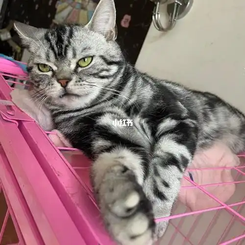 可可爱爱的美短虎斑