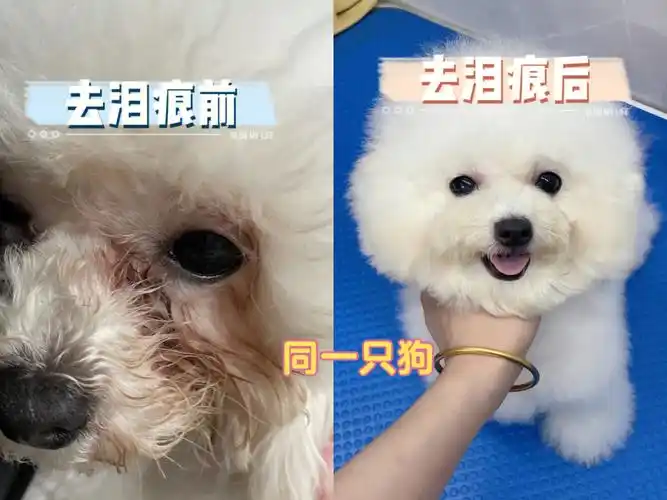 比熊泪痕大作战怀疑换了一只狗子