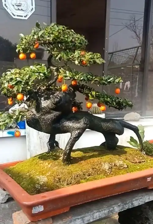 大哥10年前花几千元买的金弹子"怪桩",现值5万元,赚大了!