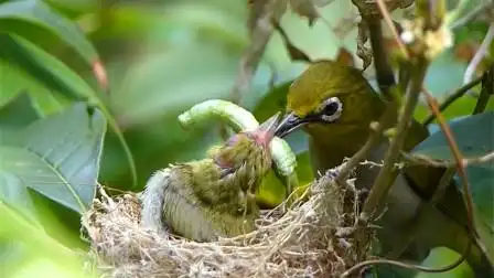 鸟妈妈捕食回来喂幼崽,感动!