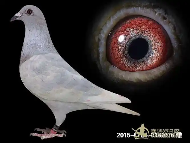 银色雌鸽. 微信13544150820