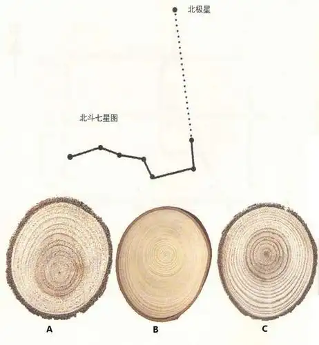 根据树木的年轮分辨方向
