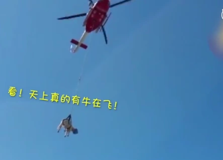 "牛真的上天了",农户奶牛被困悬崖,意大利消防员用直升机救援