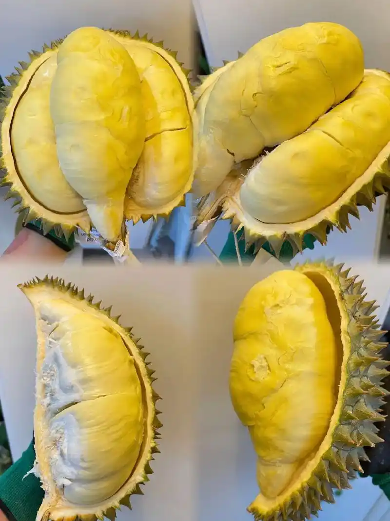 素有长柄小猫山王之称的干尧榴莲来了 - 抖音