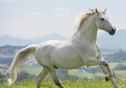 属马人永久吉利的颜色 最适合做的2个行业-第2张图片-趣盘玩