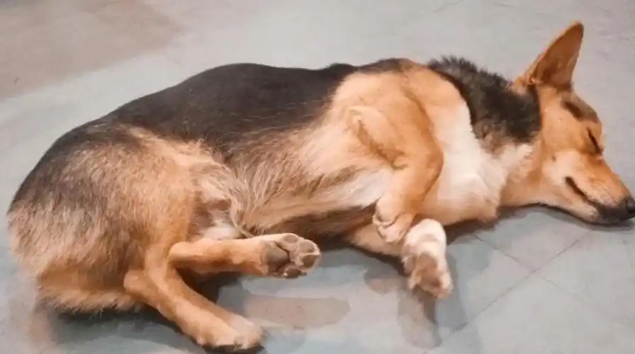 骨骼比较脆弱的狗狗或者是上了年纪的狗狗容易因为骨骼受损,关节疼痛