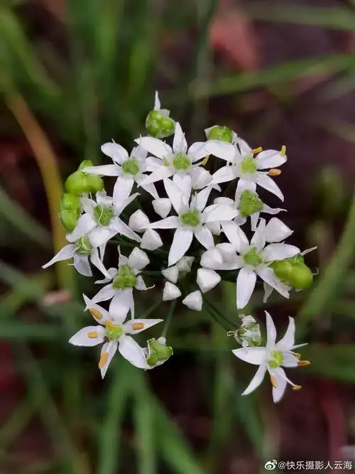 一组韭菜花._高清图集_新浪网
