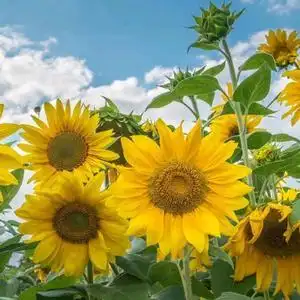 希望的田野头像