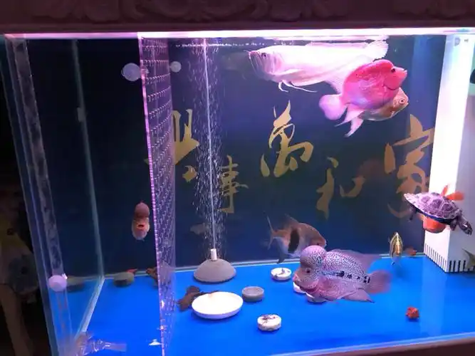 罗汉混养 - 罗汉鱼玩家 - 龙巅罗汉鱼