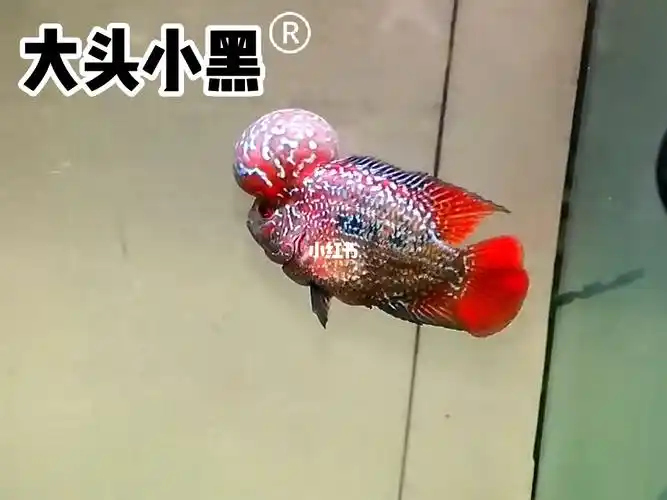 大头小黑极品泰金罗汉鱼