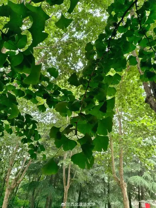 政法浮光##为中国最美校园打call#夏日的银杏树青翠欲滴为我们带来