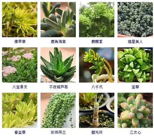 植物图片及名称大全(花友整理了150种观花植物)