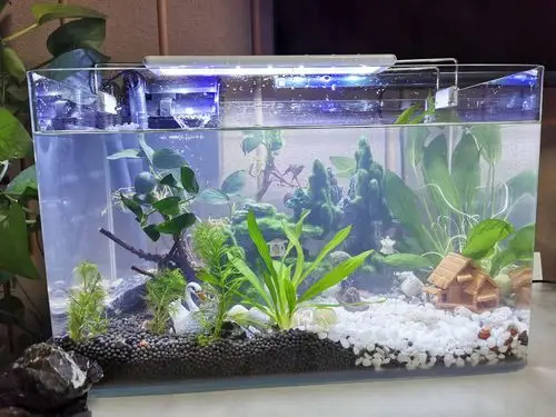 家里小客厅摆个鱼缸养几条鱼挺不错的