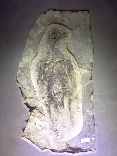 这便是楼上的古生物化石博物馆,这只孔子鸟化石,便是鸟类始祖.