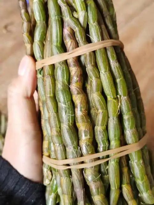 铁皮石斛鲜条吃法