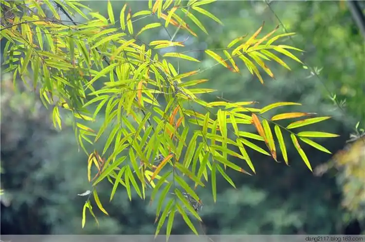 【转载】竹子图片和名称(3)(原创)