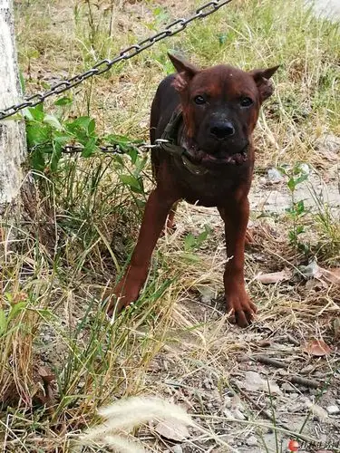 桂林那里有纯种川东猎犬出售