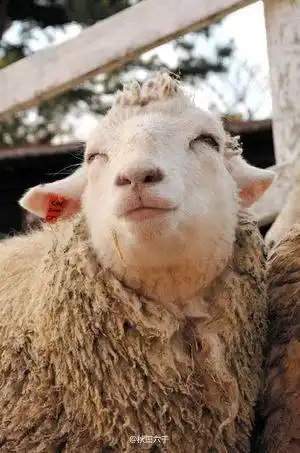岛国有只微笑羊 爱笑的母羊运气都不会太差