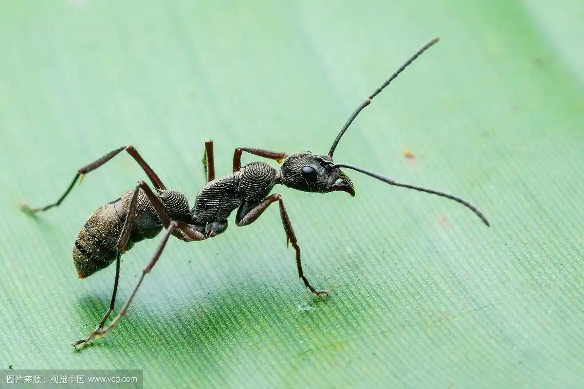 聚纹双刺猛蚁