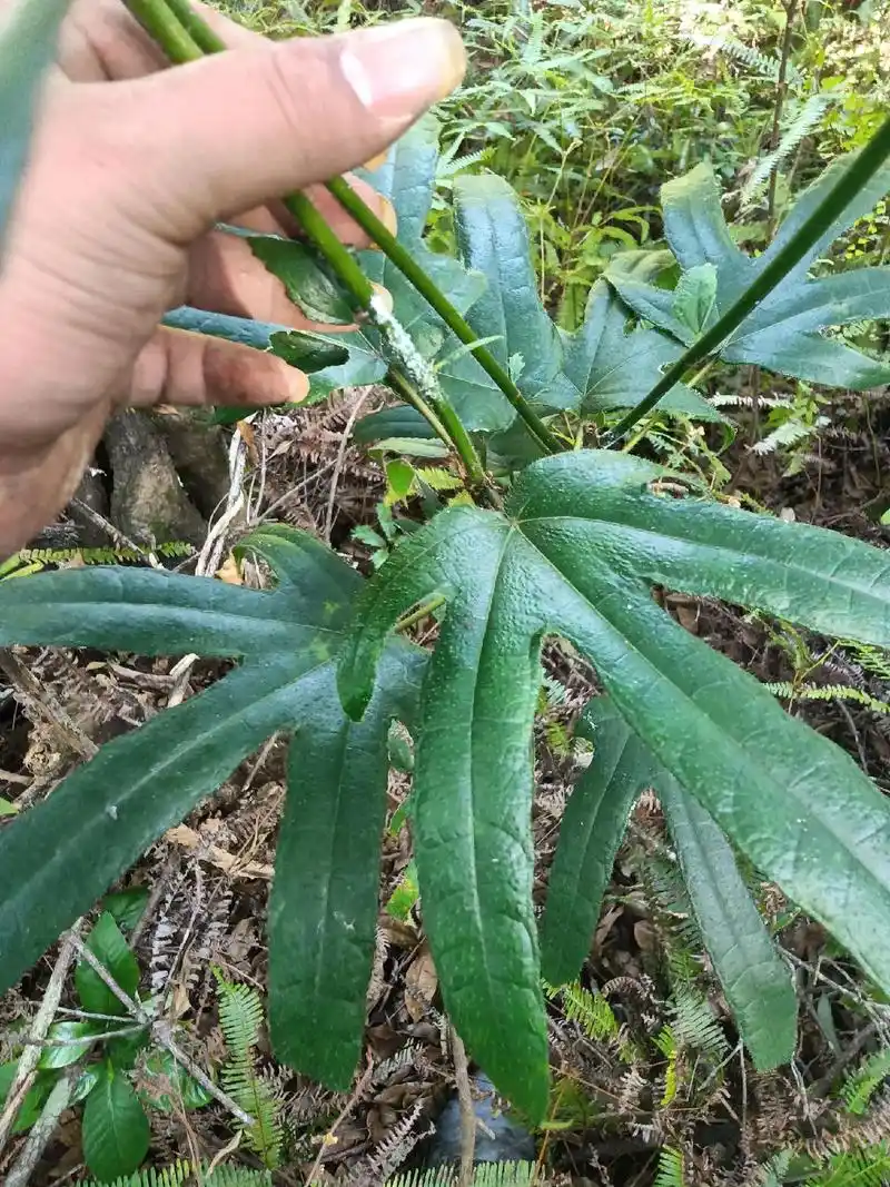 深山野生五指毛桃.煲汤很赞哦919999#上热门 #大自然的 - 抖音