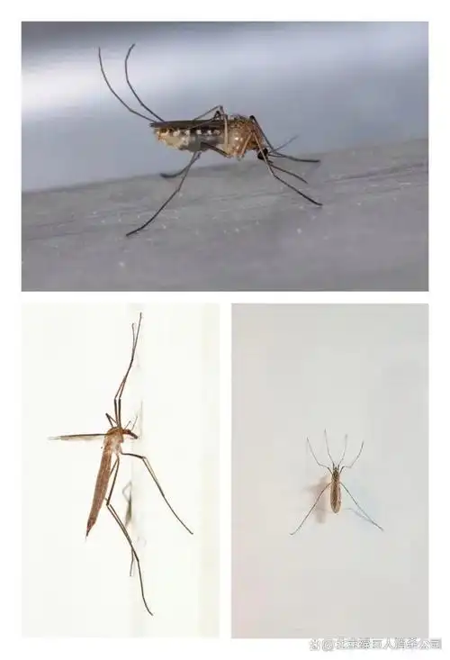 为什么天气暖了热了就会有蚊蝇?这就要说说蚊蝇和温度的关系了!