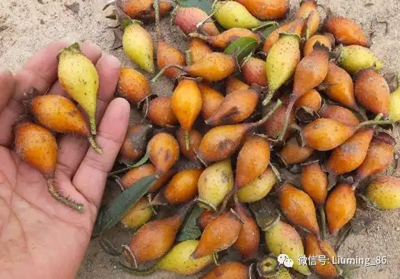 俗称"糖罐",浑身是刺曾被嫌弃,如今却有人专门种植,1斤8元很多人采摘