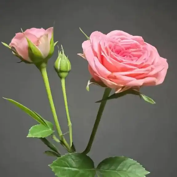 这盆渐变粉色月季玫瑰真的太美了!