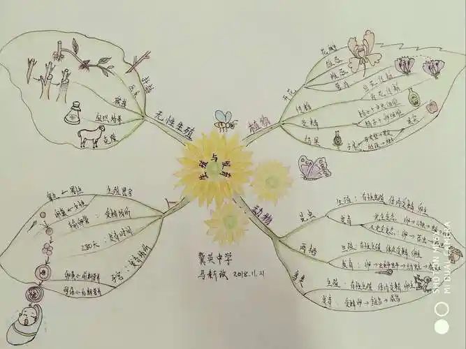 莲池区生物思维导图比赛之冀英中学优秀作品系列(一)