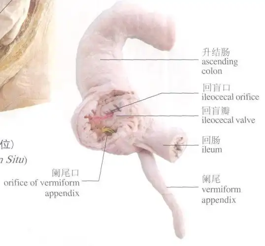 回盲瓣和阑尾口