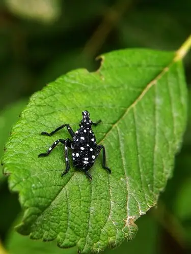 斑衣蜡蝉(三龄前若虫)