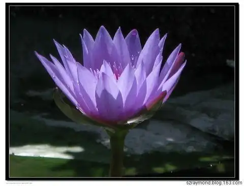 彼岸花,曼陀罗,还魂草等特种花